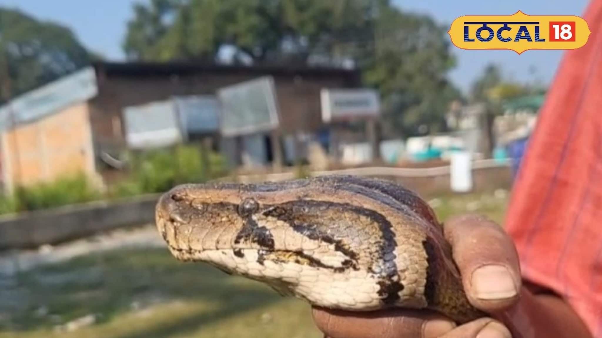 পাহাড়পুর যেন 'অজগর জোন', একমাসে উদ্ধার চার! আতঙ্কে ঘর ছাড়তে চায় পরিবার