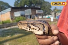 Python Rescue: তিস্তার বন্যায় পাহাড়পুর যেন 'অজগর জোন', একমাসে উদ্ধার চার! সাপের ভয়ে ঘর ছাড়তে চায় পরিবার