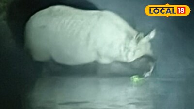 রাতে রিসর্টের পাশে দেখা মিলল গন্ডারের