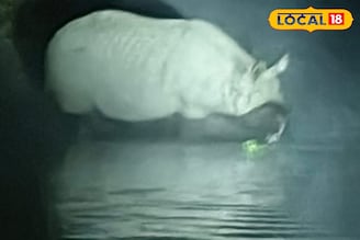 জলপান করতে পর্যটকদের কাছাকাছি হাজির গণ্ডার, খবর পেয়েই দেখতে ছুটল সবাই