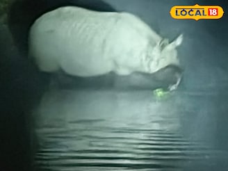 জলপান করতে পর্যটকদের কাছাকাছি হাজির গণ্ডার, খবর পেয়েই দেখতে ছুটল সবাই