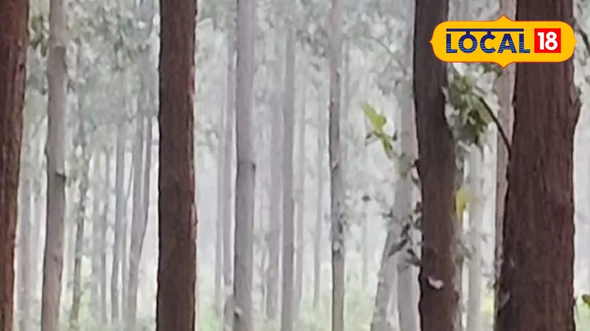Jhargram Weather Today: কনকনে ঠান্ডা, কুয়াশার দাপট নেই, আবহাওয়াই কি কোনও বদল আসছে ঝাড়গ্রামে! রইল দফতরের লেটেস্ট আপডেট