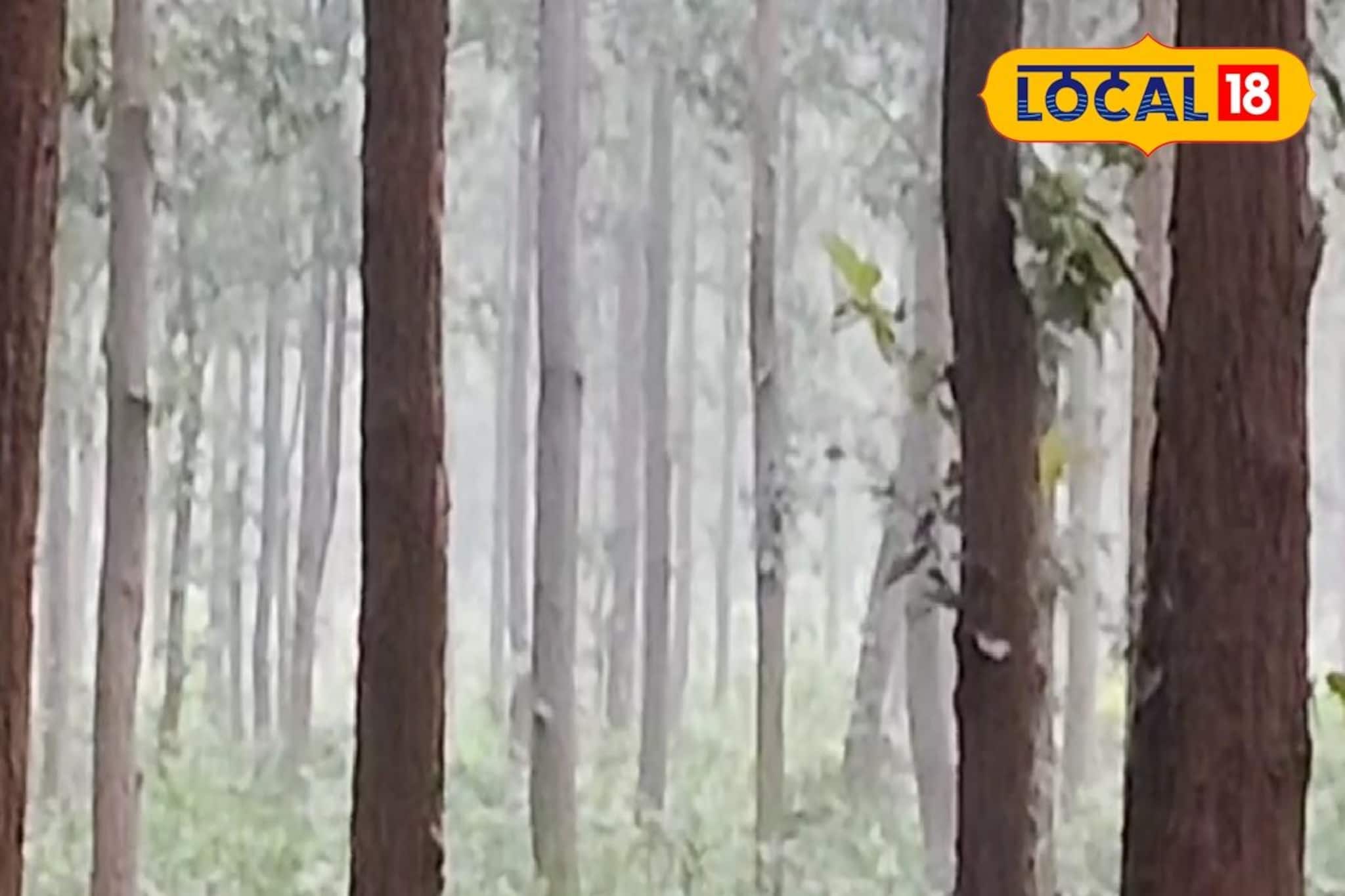 ব্যাপক ঠান্ডা, ব্যাপক কুয়াশা! শীতের ভরপুর আমেজ ঝাড়গ্রামে, জানুন আবহাওয়ার লেটেস্ট আপডেট