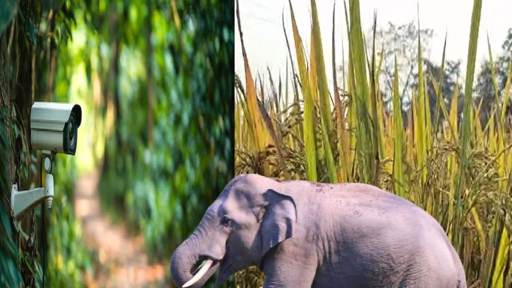 Jhargram News: নজরদারিতে AI ক্যামেরা, রেকর্ড পরিমাণে ঝাড়গ্রামে কমেছে হাতির হানা! চমকে দেওয়া ধানের ফলন লোধাশুলি রেঞ্জে