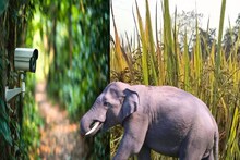 Jhargram News: নজরদারিতে AI ক্যামেরা, রেকর্ড পরিমাণে ঝাড়গ্রামে কমেছে হাতির হানা! চমকে দেওয়া ধানের ফলন লোধাশুলি রেঞ্জে