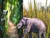 নজরদারিতে AI ক্যামেরা, রেকর্ড পরিমাণে কমেছে হাতির হানা! ধানের ফলন চমকে দেবে