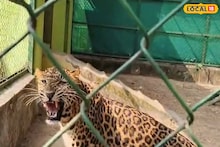 Jungle Mahal Zoo: জঙ্গলমহল চিড়িয়াখানা থেকে উধাও লেপার্ড শাবক, কারণ নিয়ে ধোঁয়াশা! জল্পনায় সরগরম এলাকা