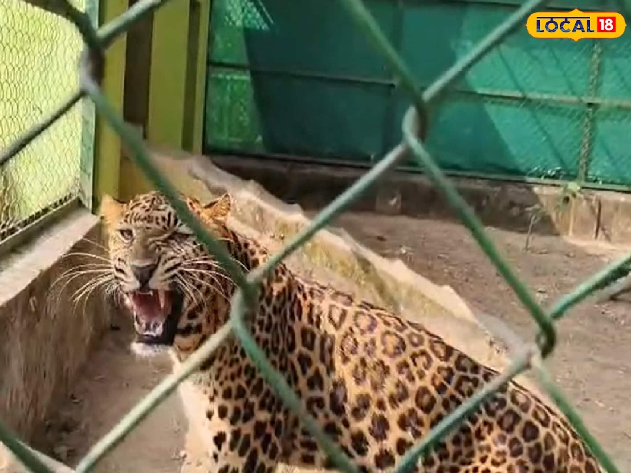 জঙ্গলমহল চিড়িয়াখানা থেকে উধাও লেপার্ড শাবক, কারণ নিয়ে ধোঁয়াশা!