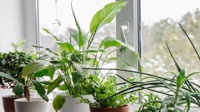 Don't keep these 5 plants inside your house