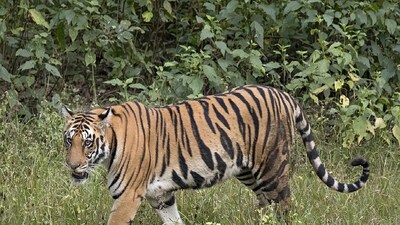 Tiger Census Begins in North Bengal's Gorumara, Chapramari, Neora Valley