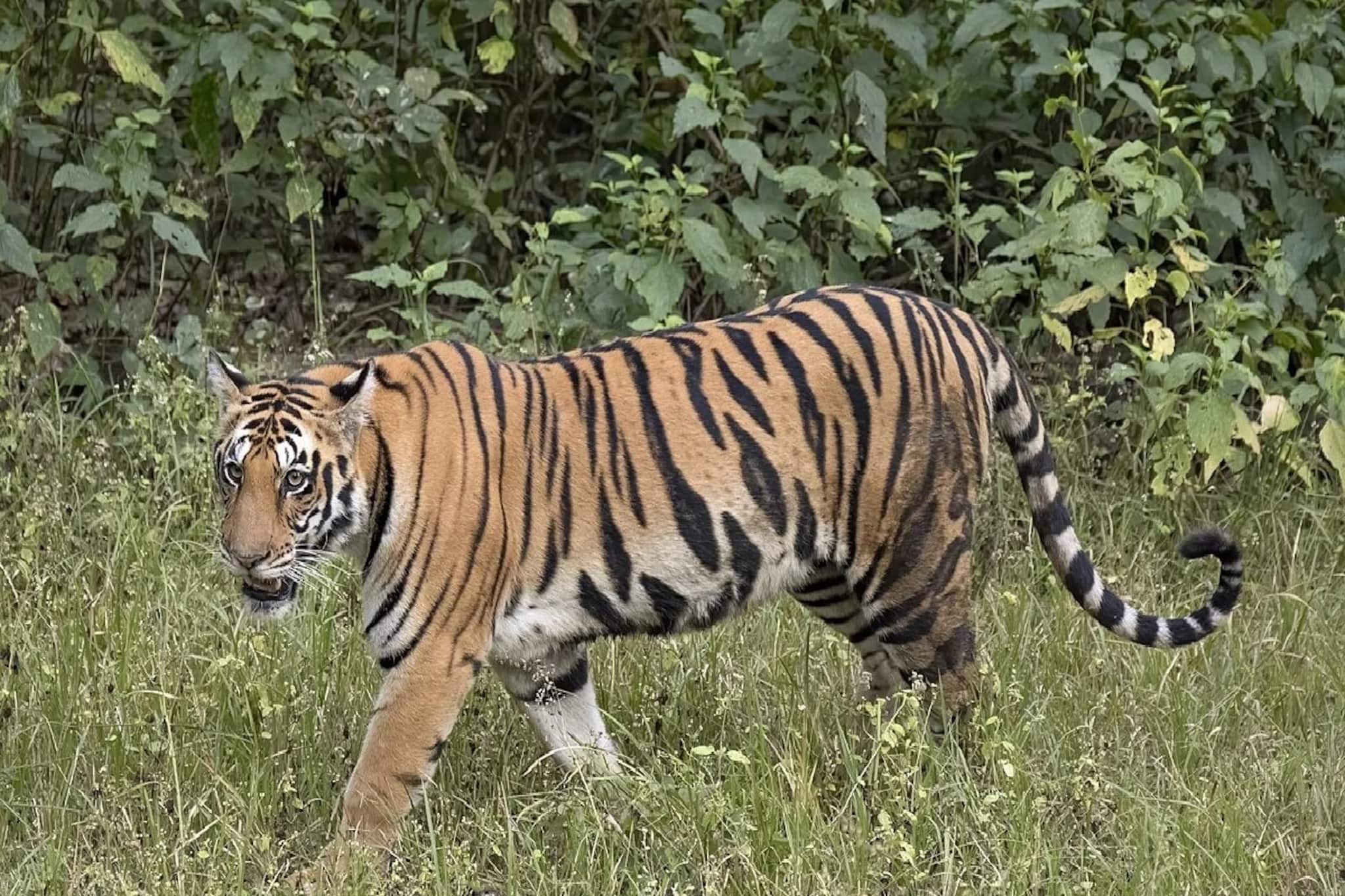 ২৬-এ বাঘ সুমারি উত্তরবঙ্গের গরুমারা-চাপরামারি-নেওড়া ভ্যালিতে ২৬-এ বাঘ সুমারি উত্তরবঙ্গের গরুমারা-চাপরামারি-নেওড়া ভ্যালিতে
