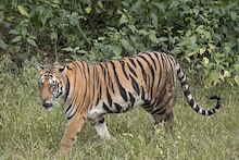 North Bengal Tiger Census: ২৬-এ বাঘ সুমারি উত্তরবঙ্গের গরুমারা-চাপরামারি-নেওড়া ভ্যালিতে