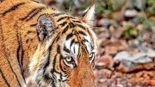Which Country has world's largest tiger population?