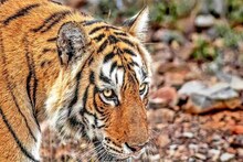 North Bengal Tiger Panic: এবার বাঘের আতঙ্ক কোচবিহারে, জঙ্গলে গিয়ে জখম মহিলা, দাবি 'বাঘের হামলা'