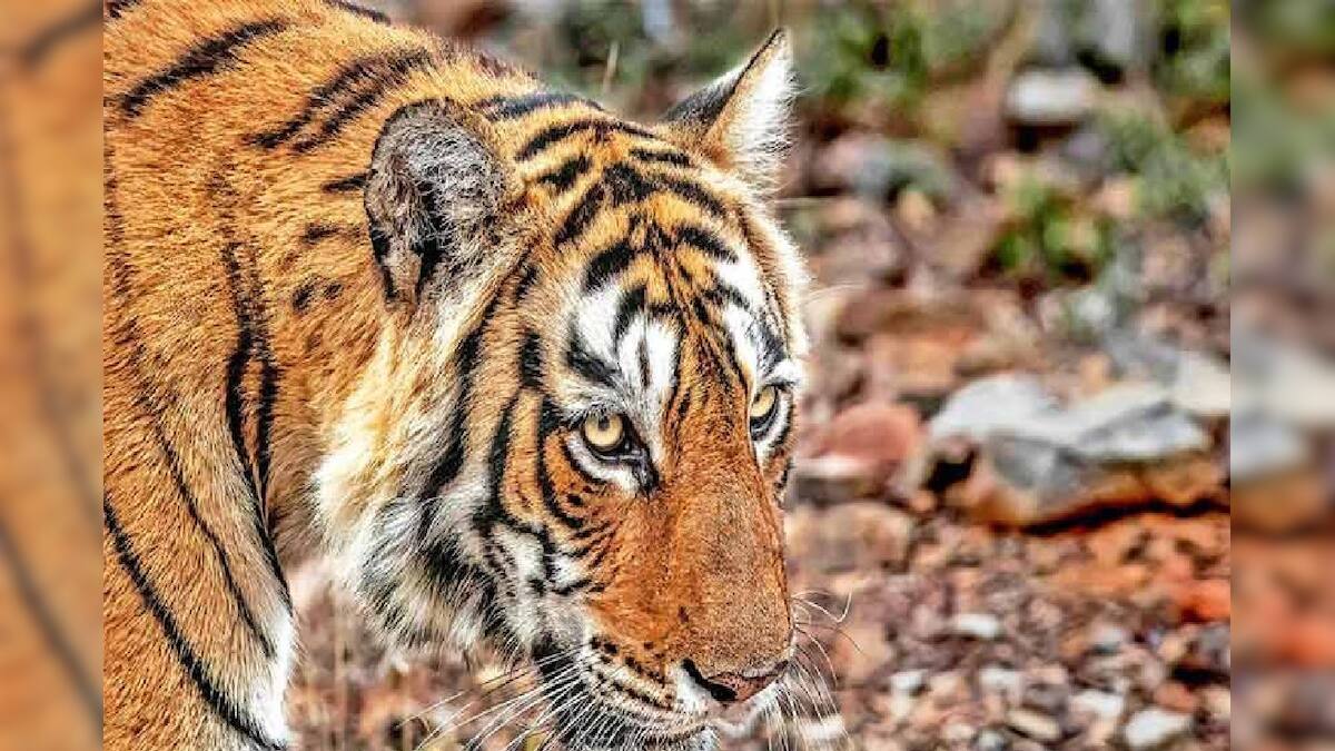 World’s Largest Tiger Population: বিশ্বে বাঘের সংখ্যা সবচেয়ে বেশি কোন দেশে? চিন, ভারত না রাশিয়া? জানলে অবাক হবেন