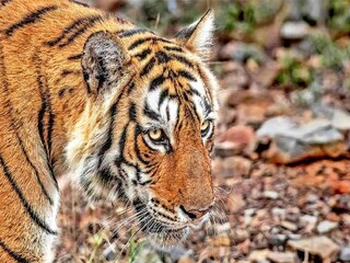 Tiger panic in North Bengal