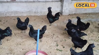 কড়কনাথ মুরগি চাষ