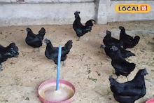 Business Idea: ব্যাপক চাহিদা, খাসির সমান মাংসের দাম! কালি মাসি মুরগির বিজনেস আইডিয়াতে অঢেল আয় দুর্গাপুরের যুবকের, কীভাবে জানুন