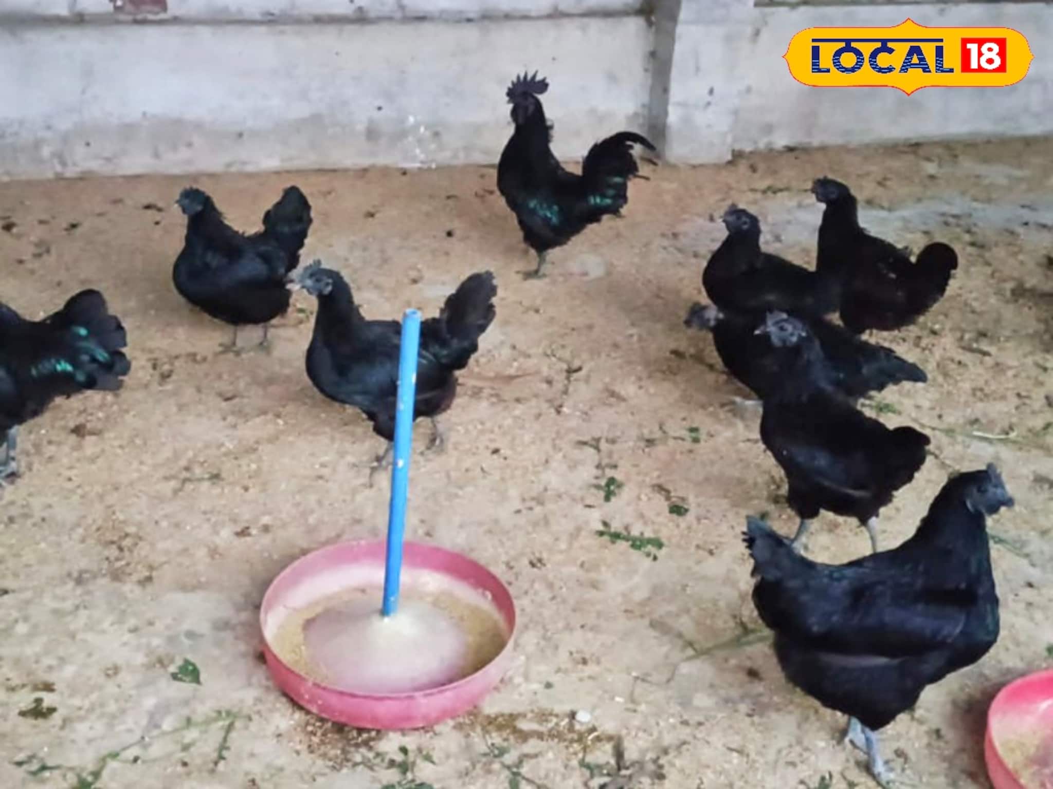 খাসির সমান মাংসের দাম! কালি মাসি মুরগির বিজনেস আইডিয়াতে অঢেল আয় দুর্গাপুরের যুবকের খাসির সমান মাংসের দাম! কালি মাসি মুরগির বিজনেস আইডিয়াতে অঢেল আয় দুর্গাপুরের যুবকের