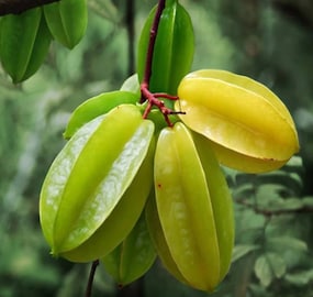 শীতের দুপুরে নুন-চিনি দিয়ে কামরাঙা খান, পালাবে কিডনির রোগ, ঝপঝপ কমবে ওজন শীতের দুপুরে নুন-চিনি দিয়ে কামরাঙা খান, পালাবে কিডনির রোগ, ঝপঝপ কমবে ওজন