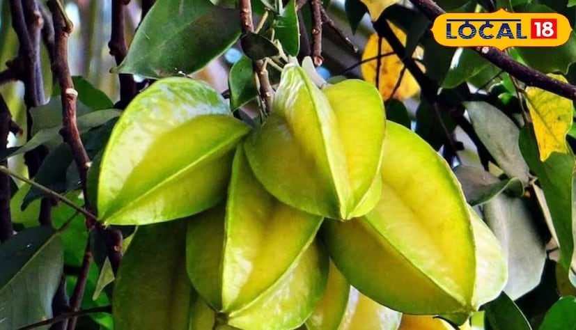 পিকনিকের মরশুমে এই কামরাঙা মাখার চাহিদা বেড়ে যায়। সমীর দাসের কথায়, যারা টক খেতে ভালবাসেন, তারা লবণ ও মশলা না মিশিয়ে কামরাঙা খেয়ে নিতে পারেন।