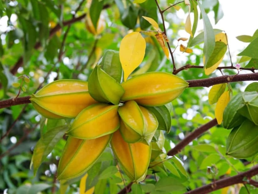 তবে যাদের অসুবিধা হয় তাঁদের জন্য কিছু সিক্রেট মশলা যোগ করে কামরাঙা মাখা তৈরি করেন তিনি।