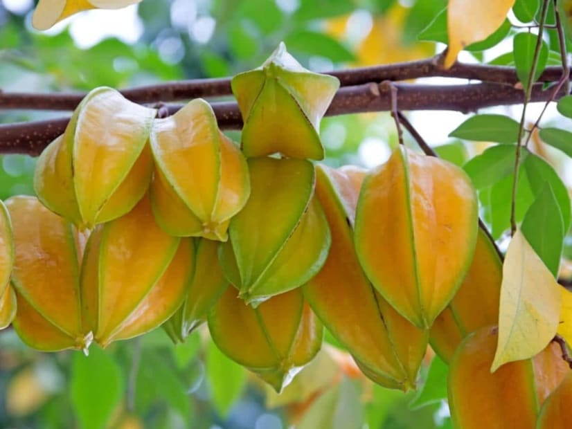 চিকিৎসক শ্রীকান্ত মণ্ডলের কথাতে কামরাঙায় ভিটামিন সি, অ্যান্টি-অক্সিডেন্ট, ফাইবার, পটাশিয়াম ও ম্যাগনেশিয়াম ভরপুর থাকে। একটি ফল যা রোগ প্রতিরোধ ক্ষমতা বাড়ায়, ওজন কমাতে সাহায্য করে, রক্ত ​​পরিশোধন করে, কোষ্ঠকাঠিন্য দূর করে এবং বাতের ব্যথায় উপকারি। তবে কিডনি রোগী ও যাদের কিডনির সমস্যা আছে তাদের জন্য এটি ক্ষতিকর হতে পারে।