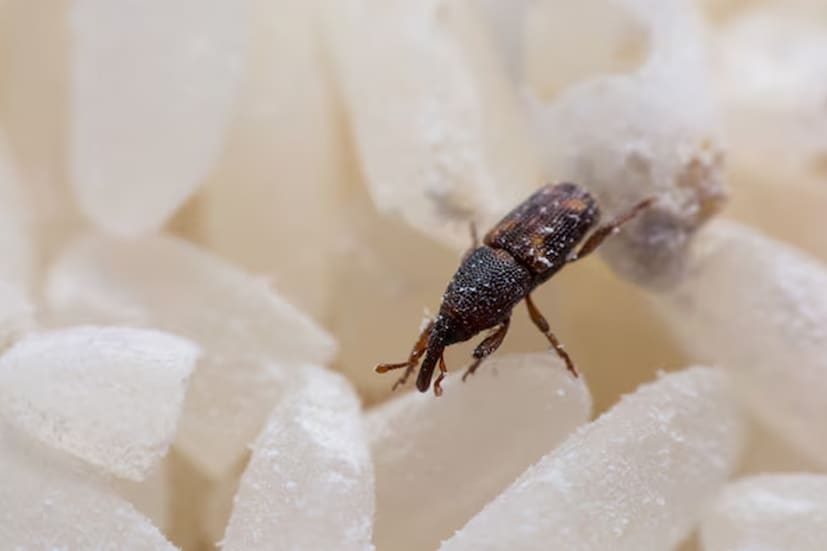 সিলিকা জেল একটি প্রাকৃতিক শোষক। এটি জলীয় বাষ্প শোষণ করে। এটির মার্কিন যুক্তরাষ্ট্রের খাদ্য ও ওষুধ সংস্থার (FDA) অনুমোদন রয়েছে। অর্থাৎ, এটি খাবারের ক্ষেত্রে নিরাপদ। কারণ এটি একটি রাসায়নিক-মুক্ত উপাদান।