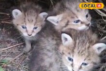 বিড়ালের মতো দেখতে হলেও বিড়াল নয়! উত্তরবঙ্গে দেখা মিলল বিরলতম প্রাণীর ৪ শাবকের