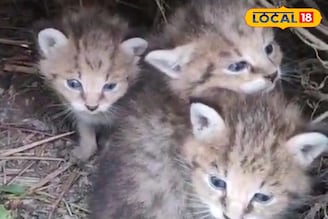 বিড়ালের মতো দেখতে হলেও বিড়াল নয়! উত্তরবঙ্গে দেখা মিলল বিরলতম প্রাণীর ৪ শাবকের