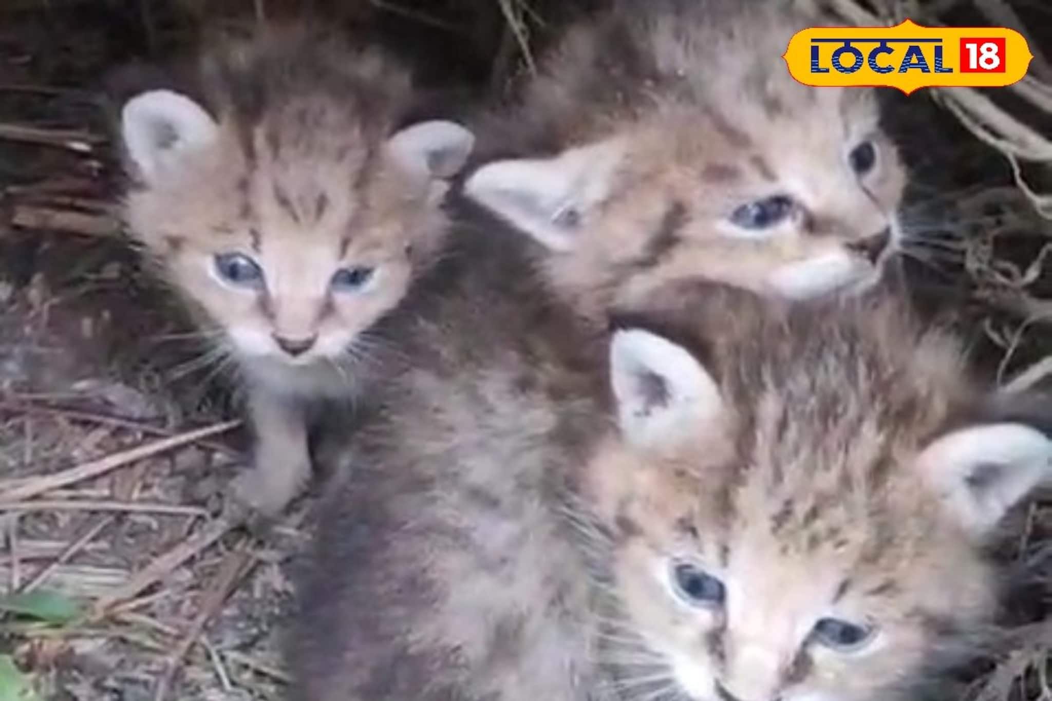 Leopard Cat Cubs: বিড়ালের মতো দেখতে হলেও বিড়াল নয়! উত্তরবঙ্গে দেখা মিলল বিরলতম প্রাণীর ৪ শাবকের, দেখতে ভিড় উৎসাহী জনতার