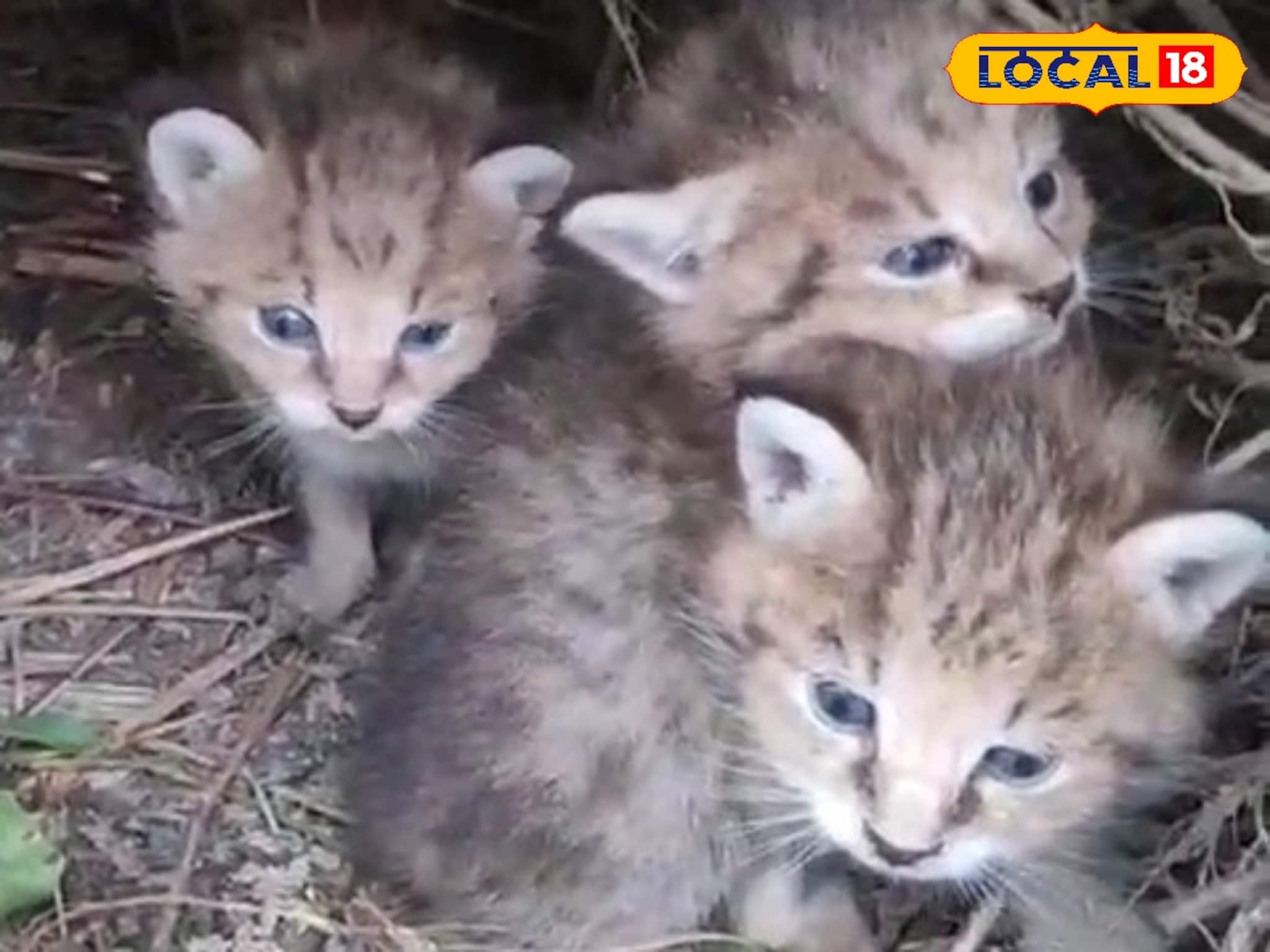 Leopard Cat Cubs: বিড়ালের মতো দেখতে হলেও বিড়াল নয়! উত্তরবঙ্গে দেখা মিলল বিরলতম প্রাণীর ৪ শাবকের, দেখতে ভিড় উৎসাহী জনতার