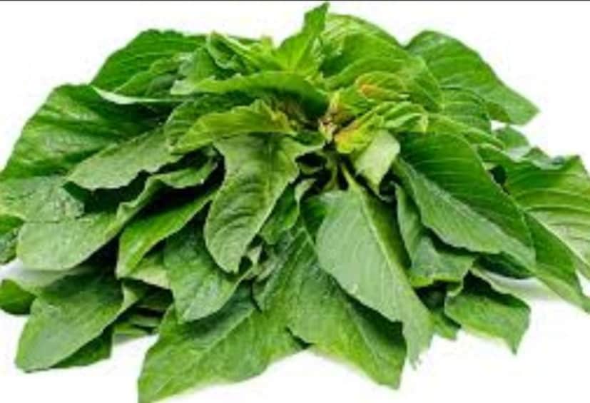 পালং, সর্ষে ইত্যাদি শাকের দিকেই ঝোঁক থাকে বেশি। কিন্তু জানেন কি আমাদের শরীরের জন্য এক দুর্দান্ত উপকারী শাকের মরশুম এই শীতকাল। এমন এক শাক যা পুষ্টিগুণে কয়েক ডজন গোল মেরে দিতে পারে চেনা শাকগুলিকে। কিন্তু আমরা কজনই বা সে খবর রাখি?