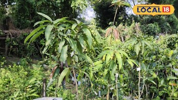 মিয়াজাকি