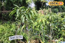 Miyazaki Mango Cultivation: বাড়ির একটুকরো জায়গাতেই হবে 'সোনার' মিয়াজাকি আম, শুধু জানতে হবে আসল টিপস! সেটাই শেখাচ্ছে মুর্শিদাবাদের জনপ্রিয় নার্সারি