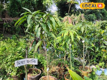 মিয়াজাকি