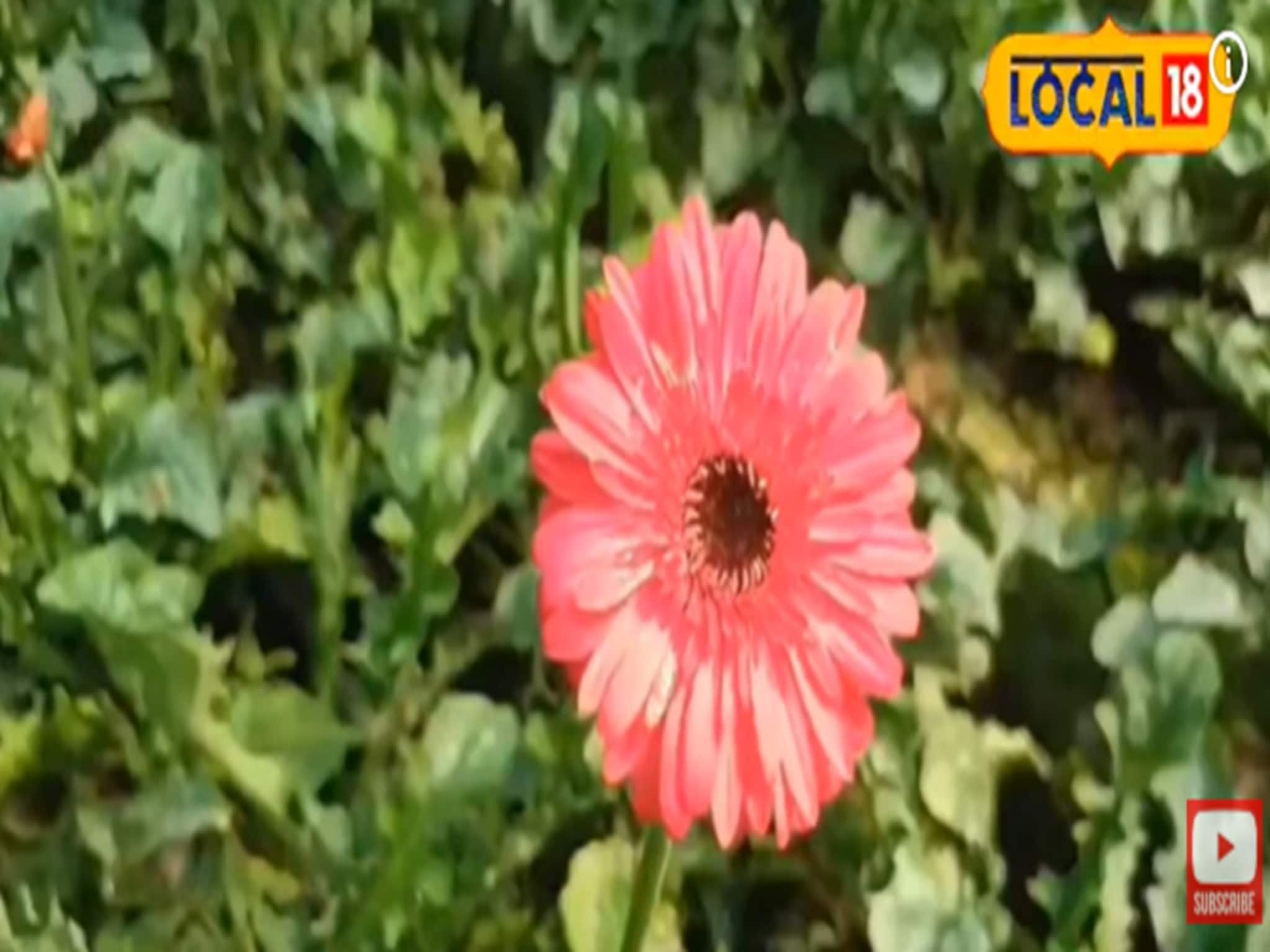 Money Income Tips: এই ফুল চাষে লাখ টাকা আয়! দিশা দেখাচ্ছেন কৃষক সম্মান প্রাপ্ত বিশেষজ্ঞ