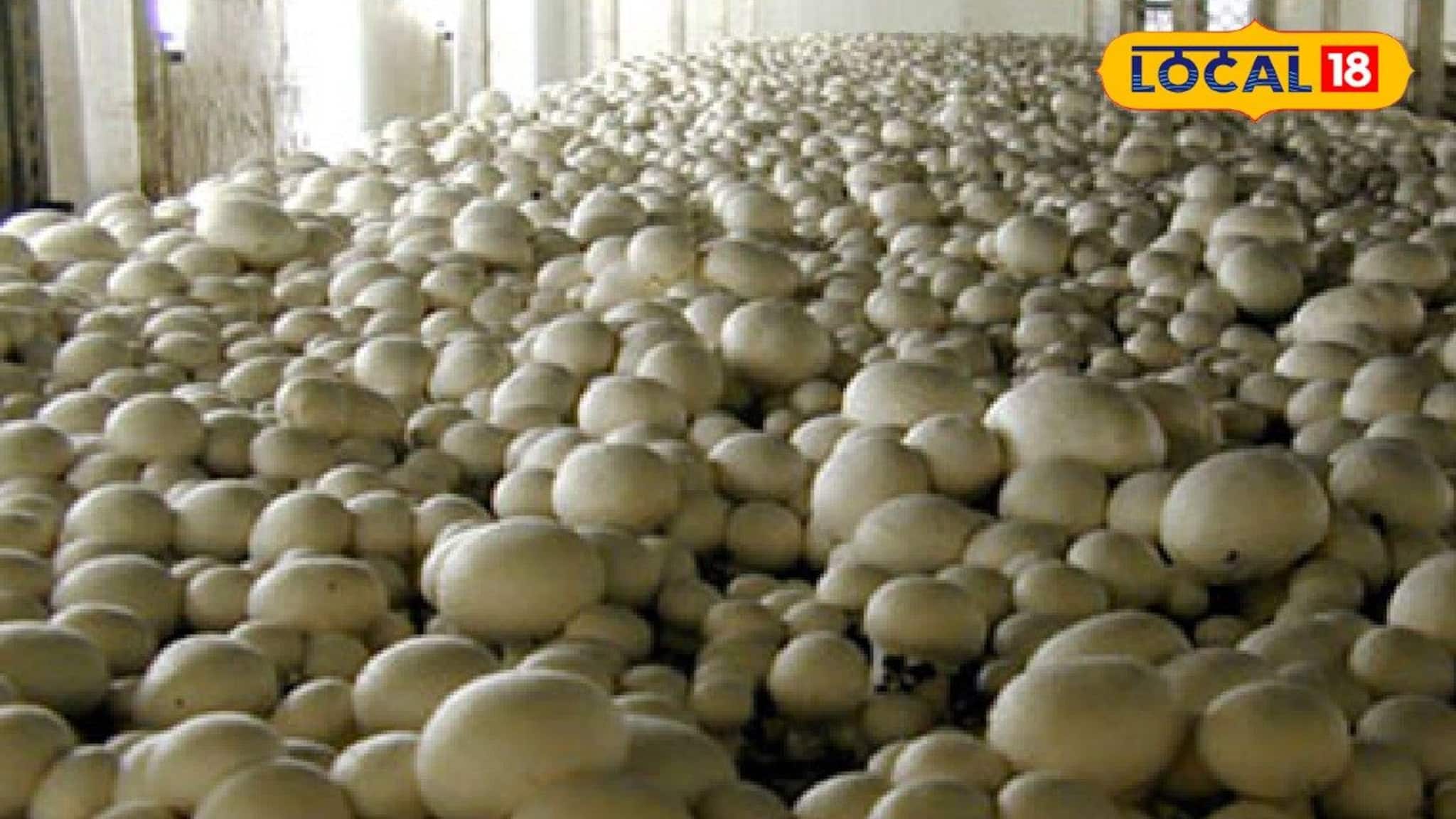 Mushroom Farming: জেল ফেরত বন্দিদের স্বনির্ভরতার দিশা দেখাচ্ছে রাজ্য সরকার, সংশোধনাগারে আবাসিকদের মাশরুম চাষের প্রশিক্ষণ
