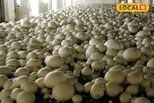 Mushroom Farming: জেল ফেরত বন্দিদের স্বনির্ভরতার দিশা দেখাচ্ছে রাজ্য সরকার, সংশোধনাগারে আবাসিকদের মাশরুম চাষের প্রশিক্ষণ