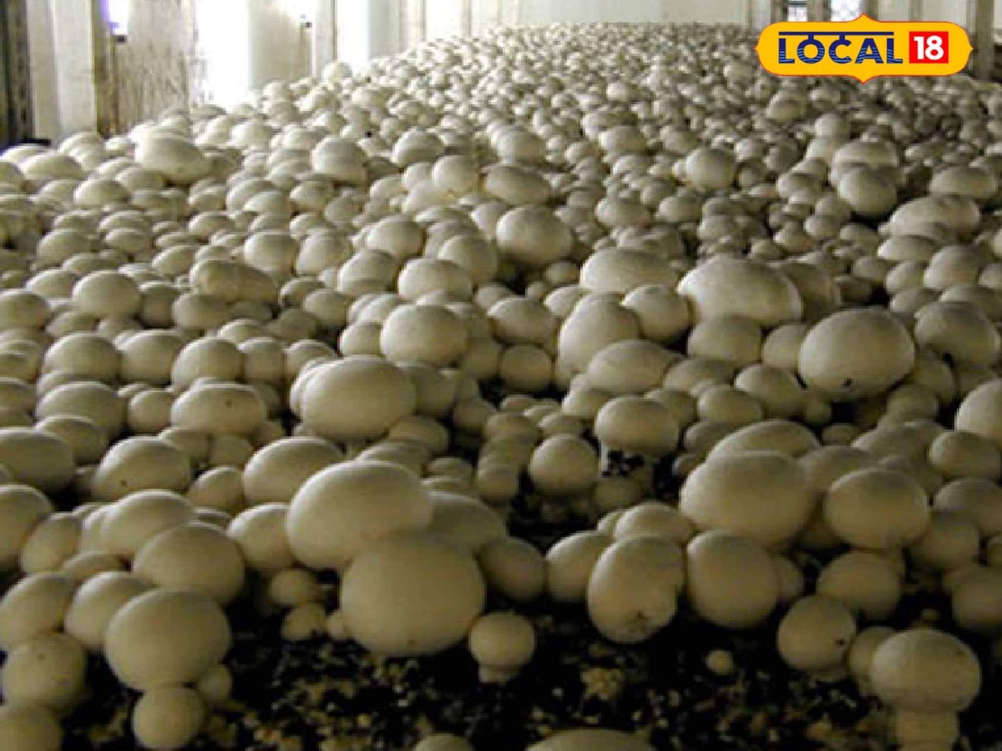 জেল ফেরত বন্দিদের স্বনির্ভরতার দিশা দেখাচ্ছে রাজ্য সরকার! জেল ফেরত বন্দিদের স্বনির্ভরতার দিশা দেখাচ্ছে রাজ্য সরকার!