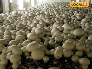 মাশরুম চাষ (প্রতীকী ছবি) মাশরুম চাষ (প্রতীকী ছবি)