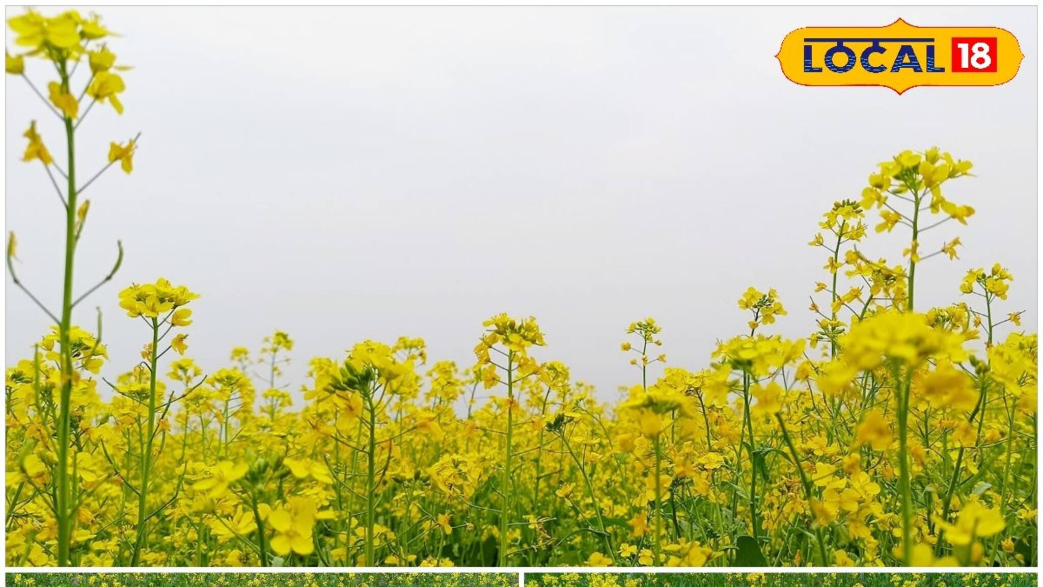 কম পরিশ্রমে বেশি লাভ, ৭৫ দিনেই রেজাল্ট! সরিষা চাষ করে ব্যাপক আয় করছেন পুরুলিয়ার চাষিরা