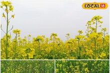 Agriculture News: কম পরিশ্রমে বেশি লাভ, ৭৫ দিনেই রেজাল্ট! সরিষা চাষ করে ব্যাপক আয় করছেন পুরুলিয়ার চাষিরা