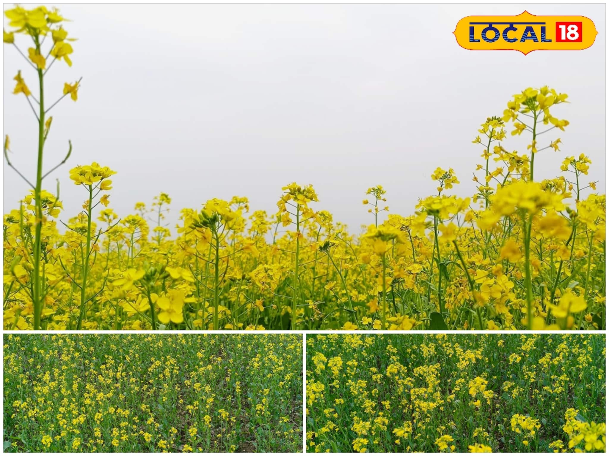 কম পরিশ্রমে বেশি লাভ, ৭৫ দিনেই রেজাল্ট! সরিষা চাষ করে ব্যাপক আয় করছেন পুরুলিয়ার চাষিরা