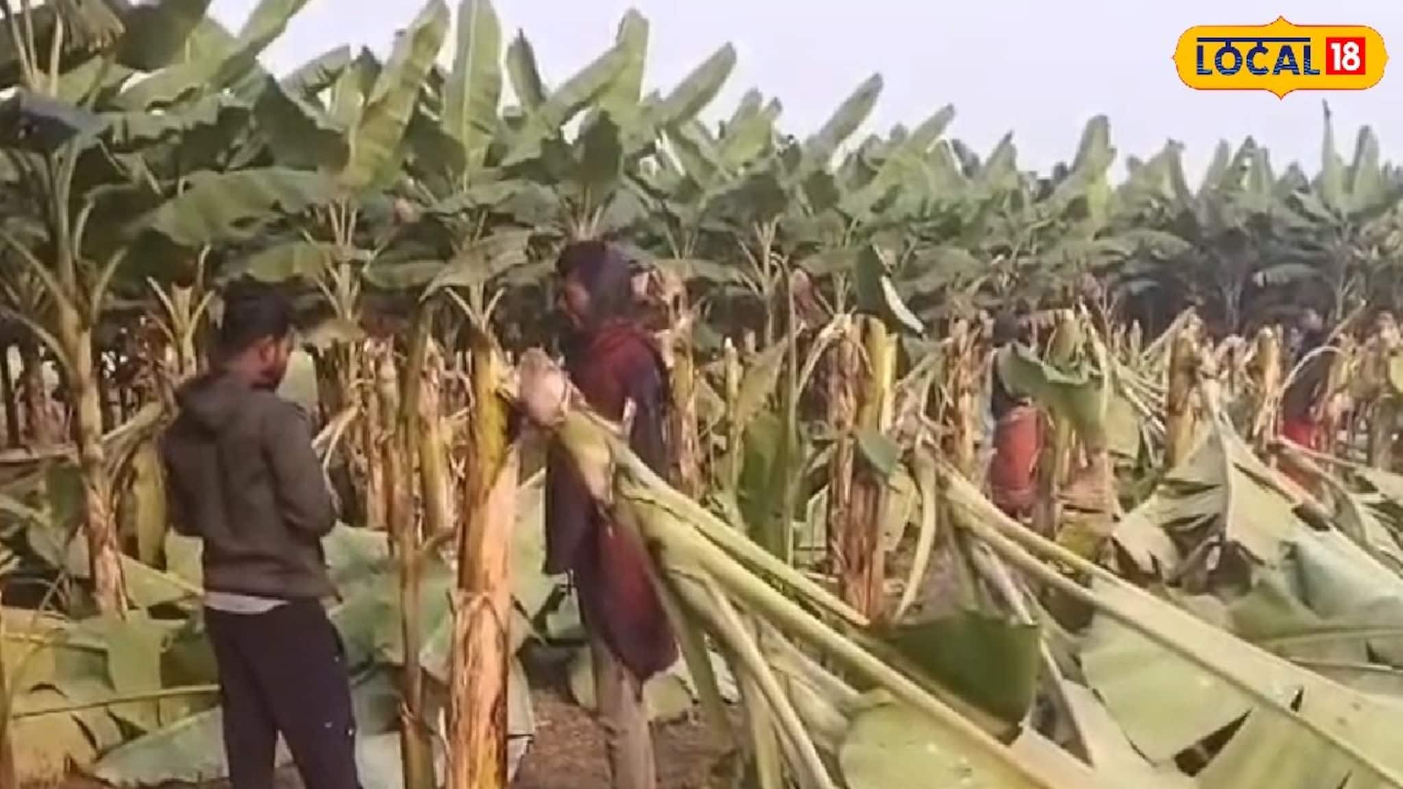 কয়েক মাসের পরিশ্রম এক রাতেই শেষ, ফলন্ত কলাগাছ কাটল দুষ্কৃতীরা! কৃষকের চরম সর্বনাশ