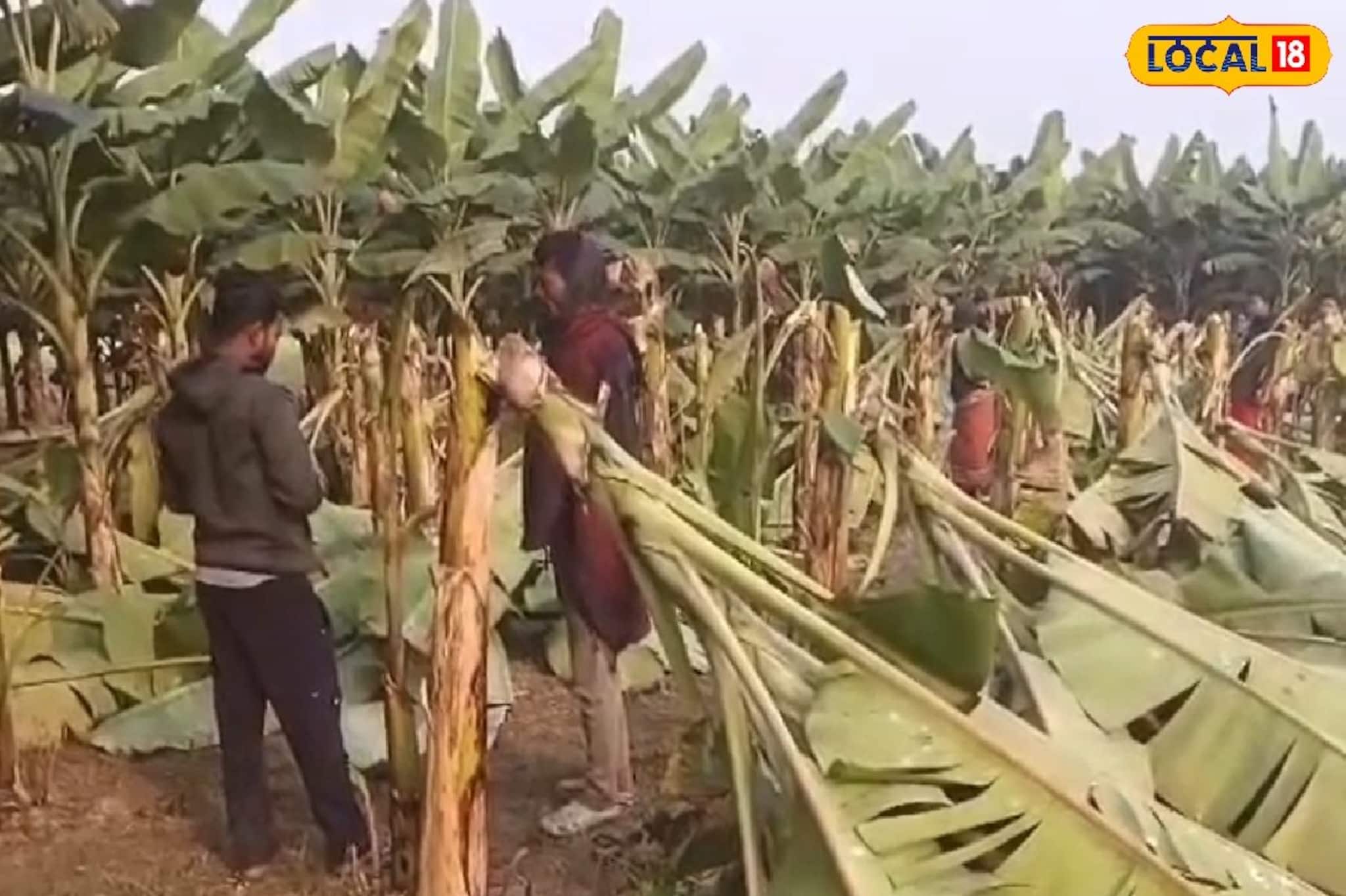 কয়েক মাসের পরিশ্রম এক রাতেই শেষ, ফলন্ত কলাগাছ কাটল দুষ্কৃতীরা! কৃষকের চরম সর্বনাশ