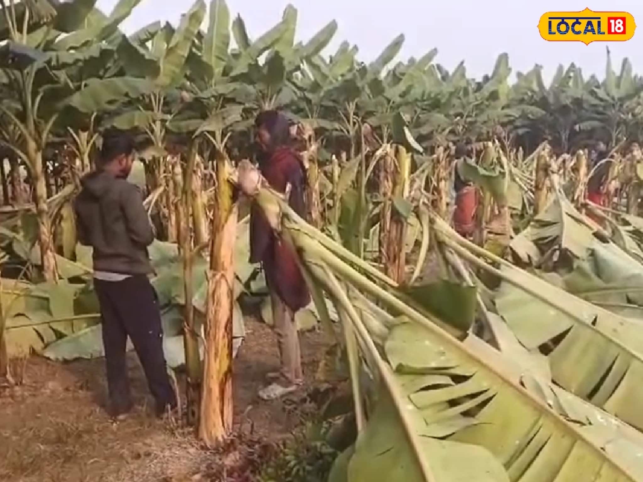 কয়েক মাসের পরিশ্রম এক রাতেই শেষ, ফলন্ত কলাগাছ কাটল দুষ্কৃতীরা! কৃষকের চরম সর্বনাশ