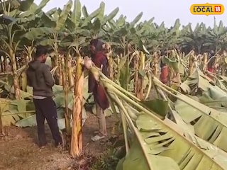 ক্ষতিগ্রস্থ কলাবাগান ক্ষতিগ্রস্থ কলাবাগান