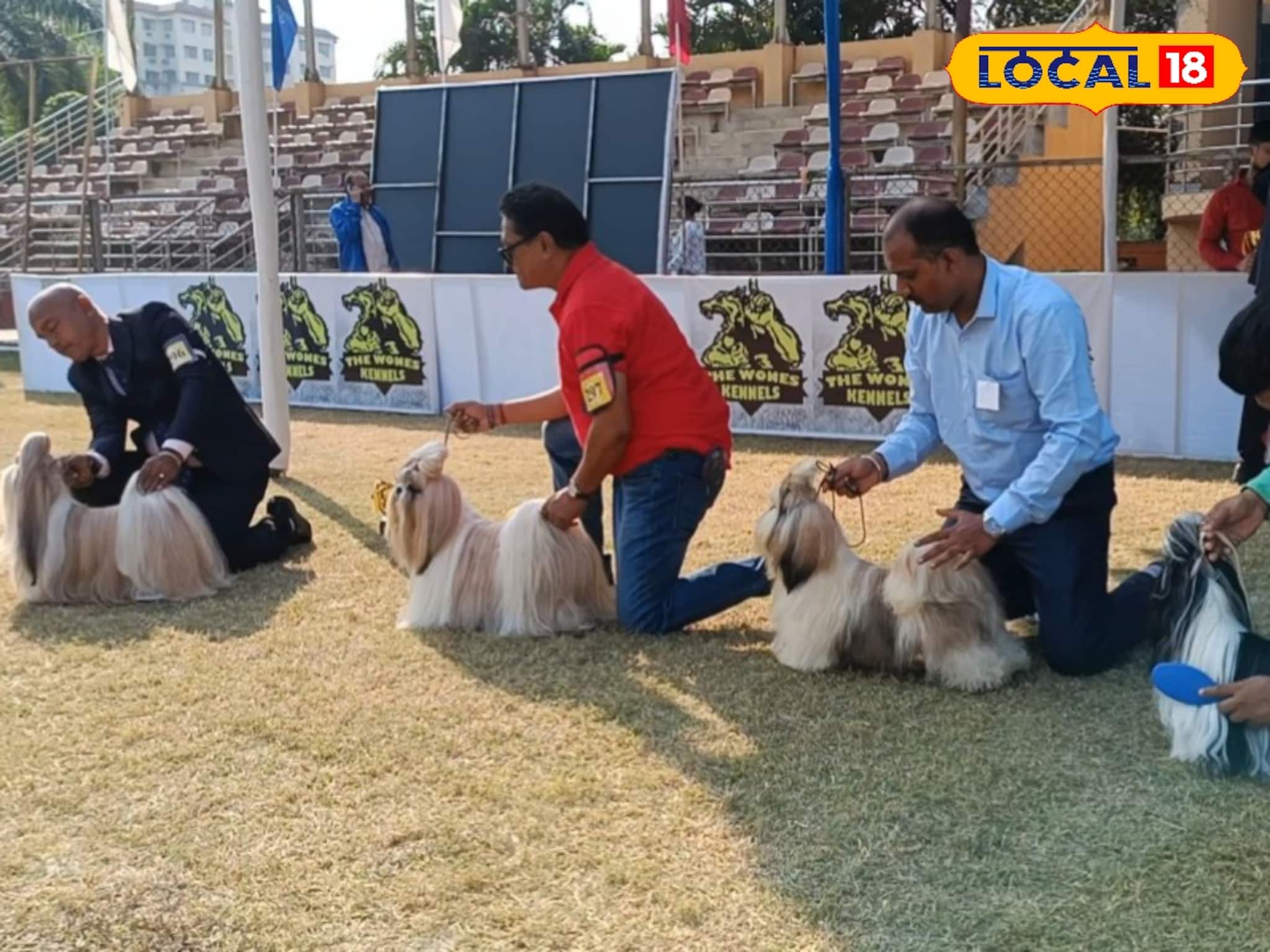 সেজেগুজে রেডি জার্মান শেফার্ড থেকে রটওয়েলার! সারমেয়দের মেগা ইভেন্ট নিউটাউনে সেজেগুজে রেডি জার্মান শেফার্ড থেকে রটওয়েলার! সারমেয়দের মেগা ইভেন্ট নিউটাউনে