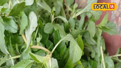 রাস্তার ধারে অবহেলিত কাঁটানোটে আসলে ভেষজ ভাণ্ডার! জানলে চমকে যাবেন এর অলৌকিক ঔষধি গুণে